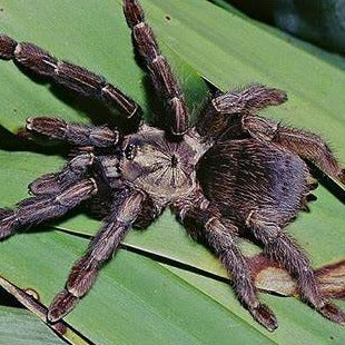 Psalmopoeus reduncus (Costa Rican Orange Mouth) 1