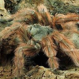 Products – Page 18 – Spider Shoppe Products – Page 18 – Spider Shoppe