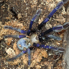 Load image into Gallery viewer, Omothymus violaceopes (Singapore Blue) 3&quot;
